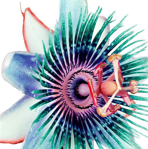 Howard  Schatz, Passion Flower 1, from the Botanica Series, 2002
40 x 40 in.
SCH047